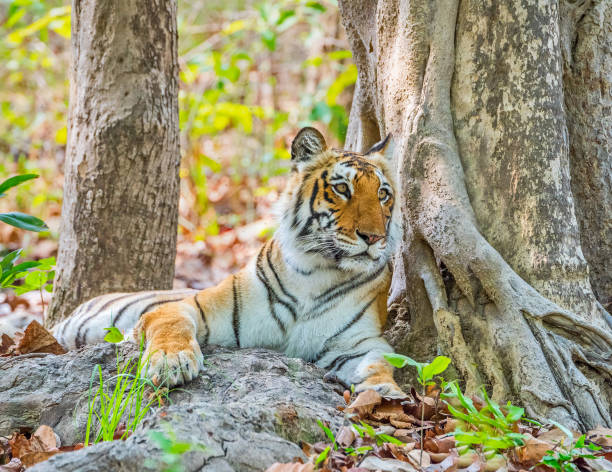 Swastikstays_Tiger resting under a tree in Jim Corbett National Park